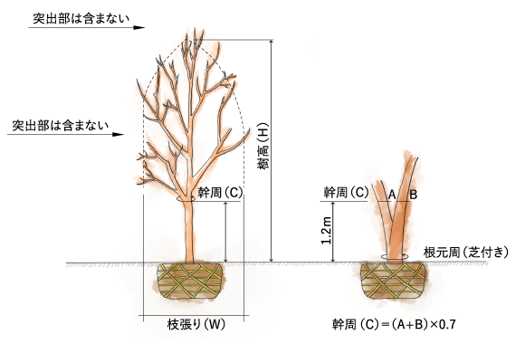 樹木寸法規格測定基準について