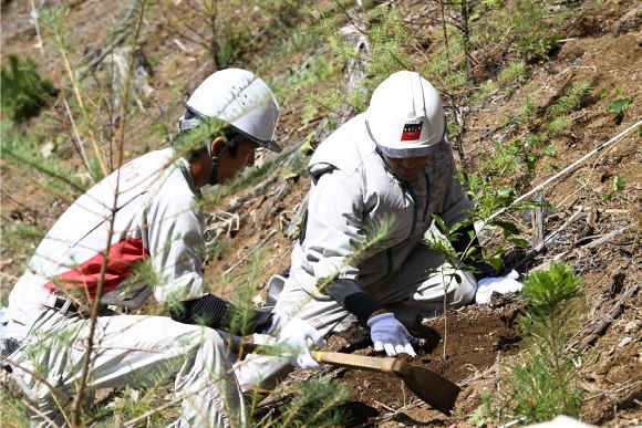 ナラの苗木を、1本ずつ丁寧に植えていく